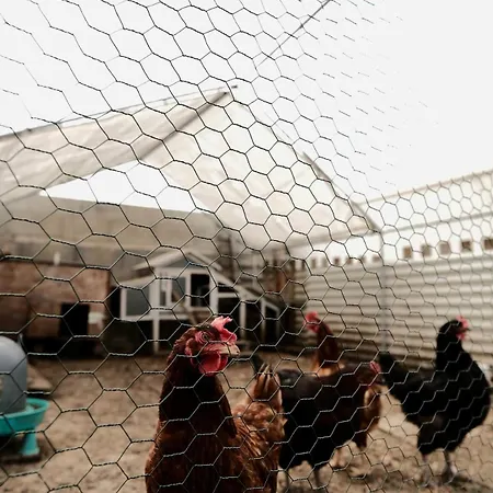 Bella * Rochefort (Charente-Maritime)