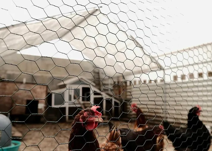 Bella * Rochefort (Charente-Maritime)